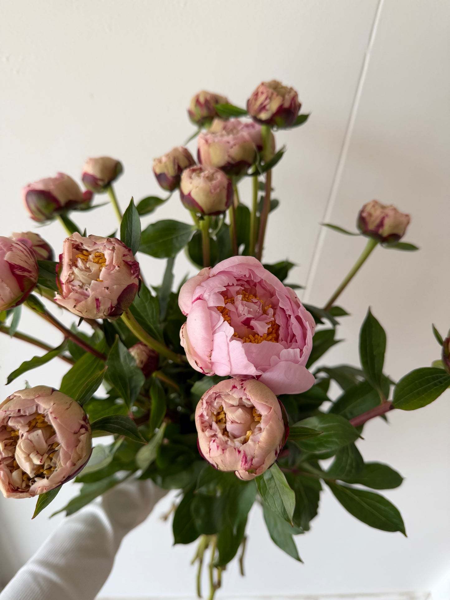 *Special* Local Peonies