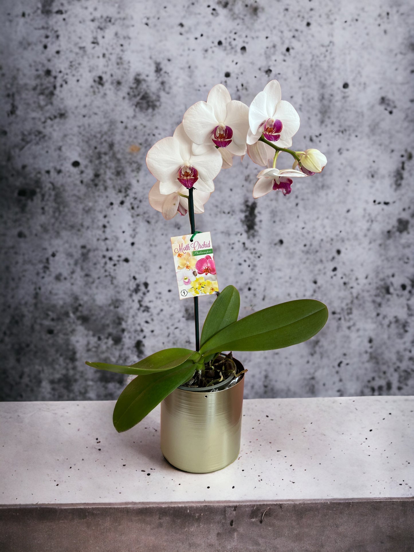 Phalaenopsis Orchid Plant (Single Stem)