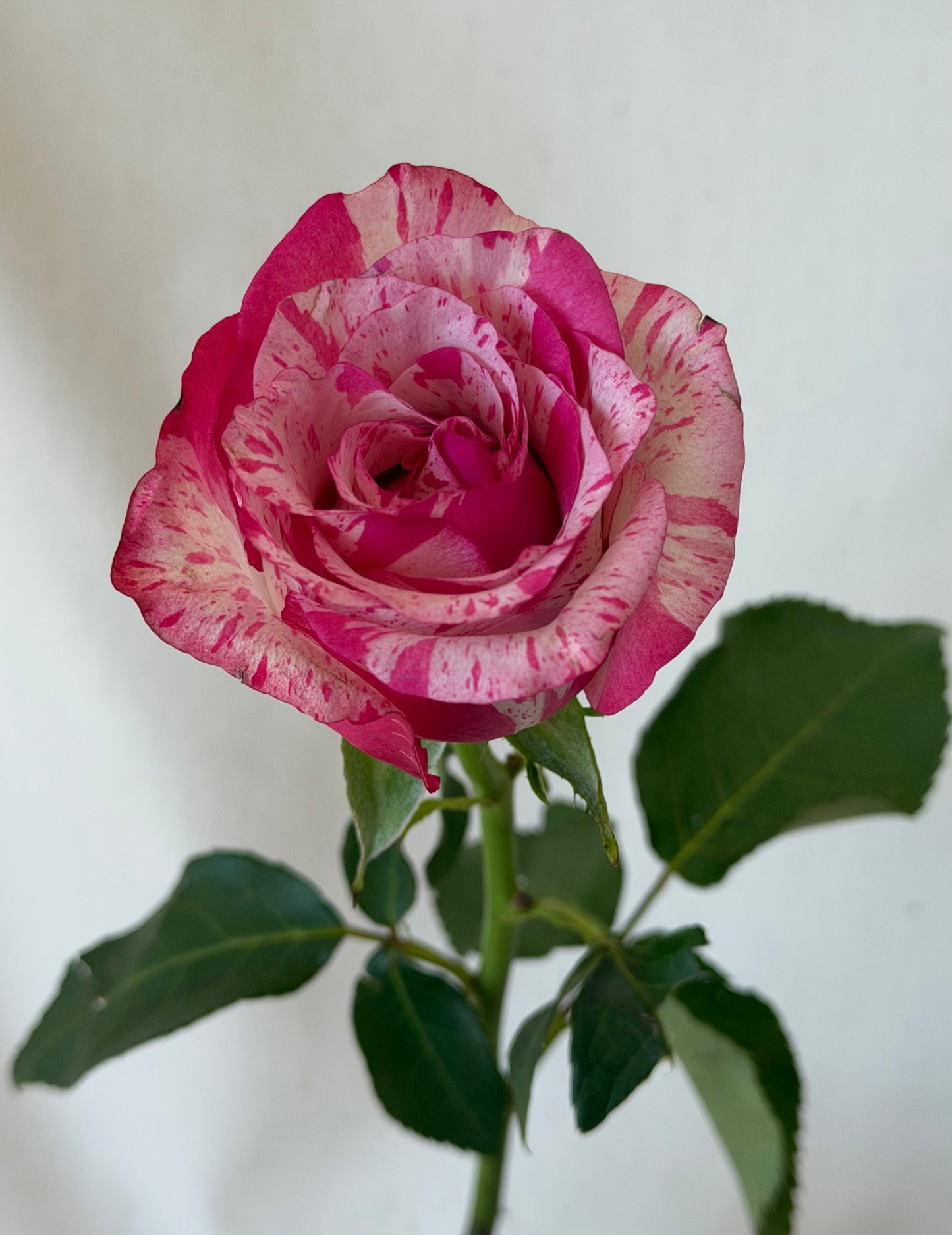 Rose Hat Box