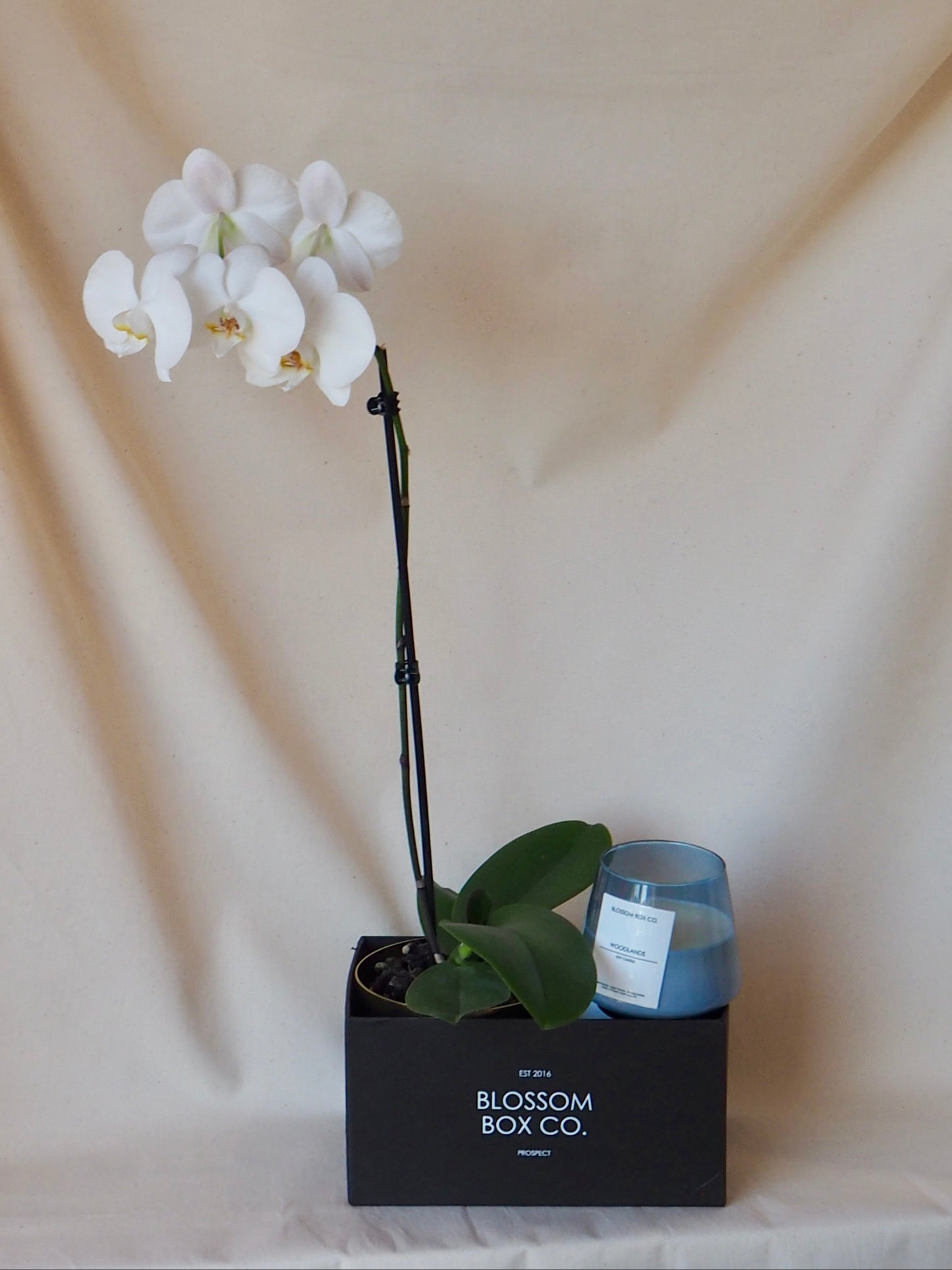 Orchid Hamper