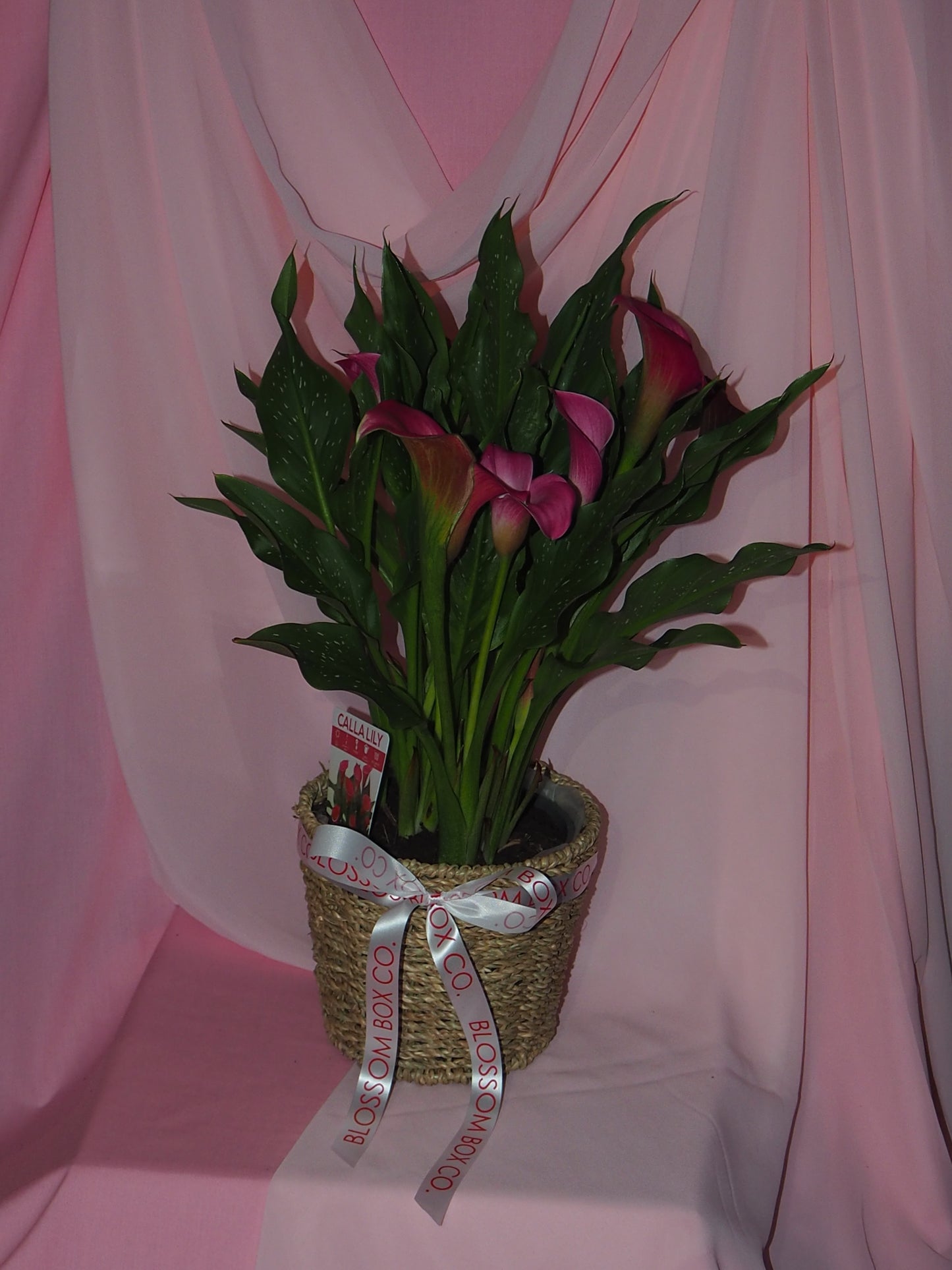 Callalily Potted Plant