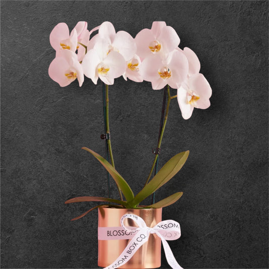 Phalaenopsis Orchid (Double Stem)