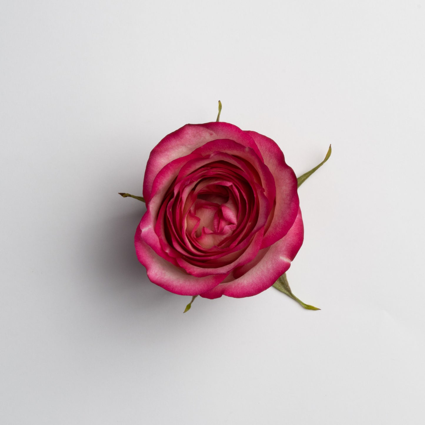 Ceramic Rose Blossom Box