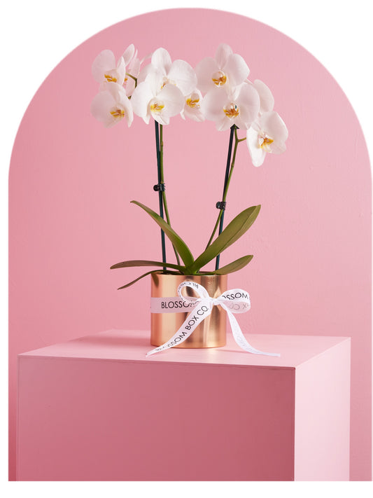 Phalaenopsis Orchid (Double Stem)