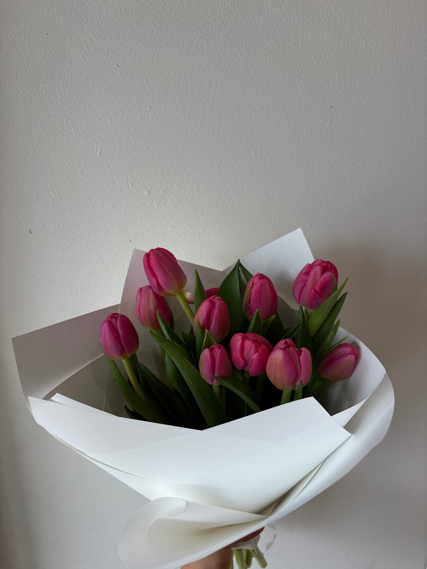 Tulips