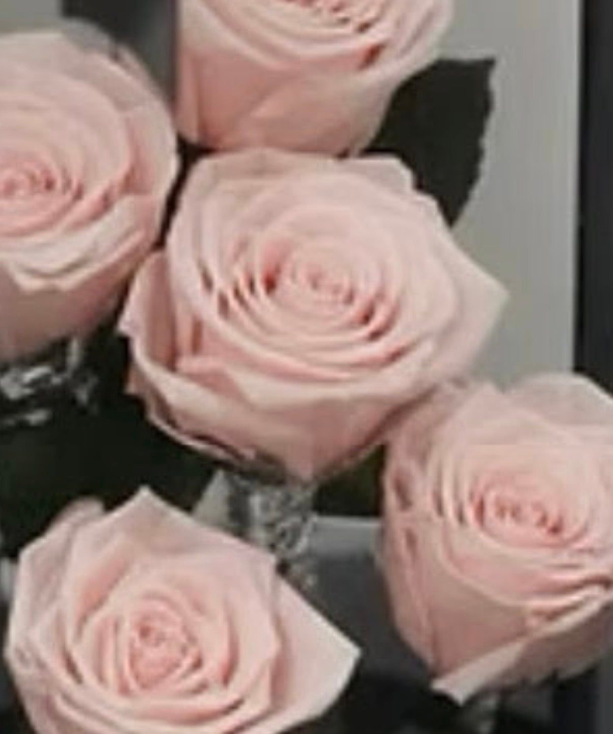 *New* Deluxe Preserved Rose Capsule