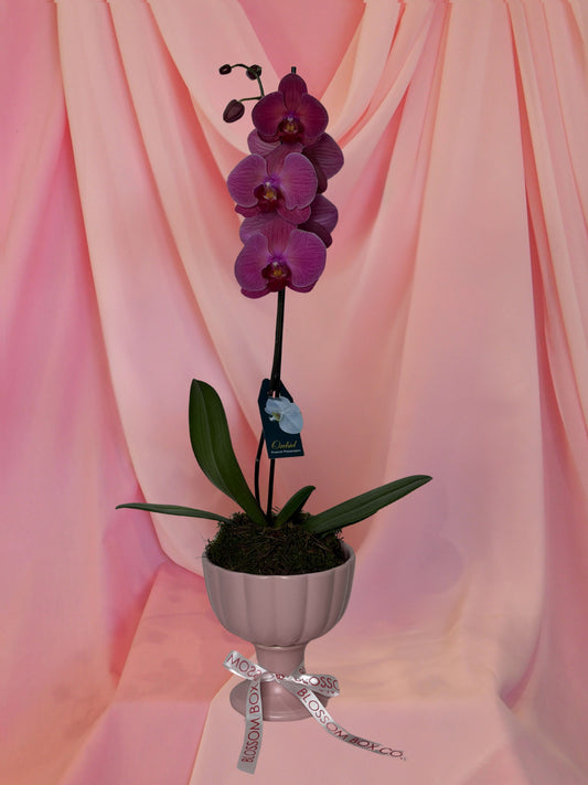 Orchid Pot