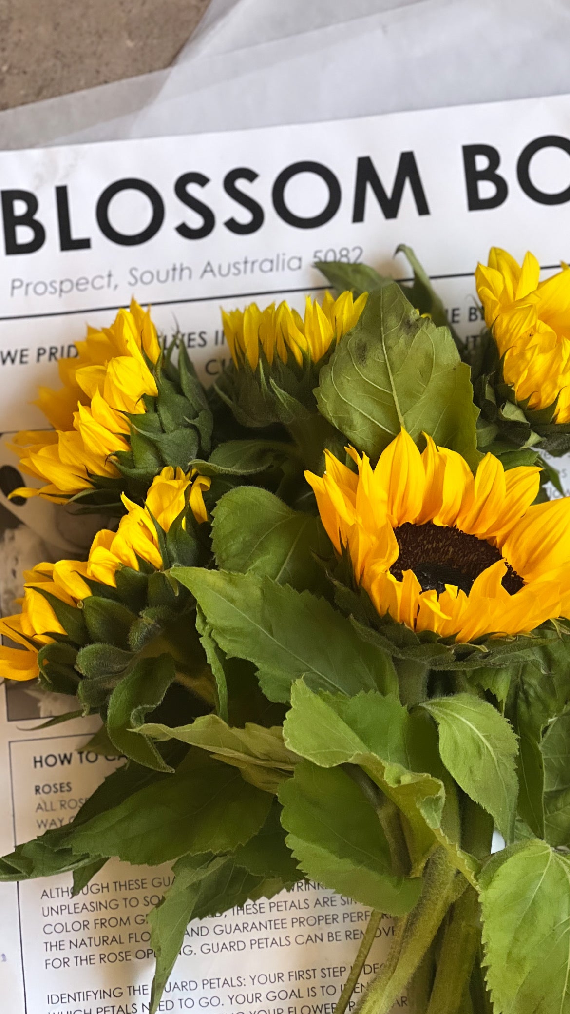 Sunflowers