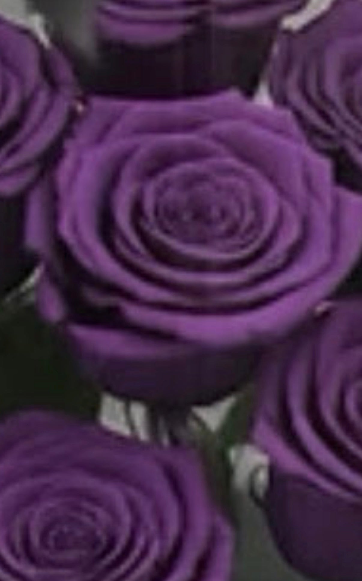 *New* Deluxe Preserved Rose Capsule