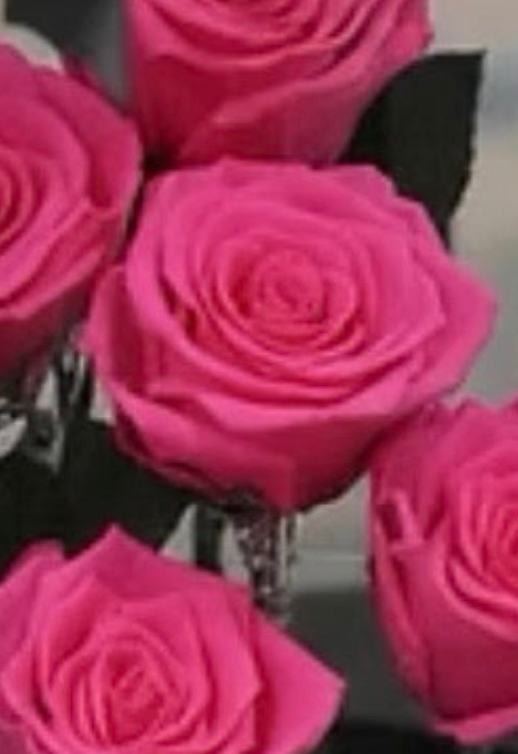*New* Deluxe Preserved Rose Capsule