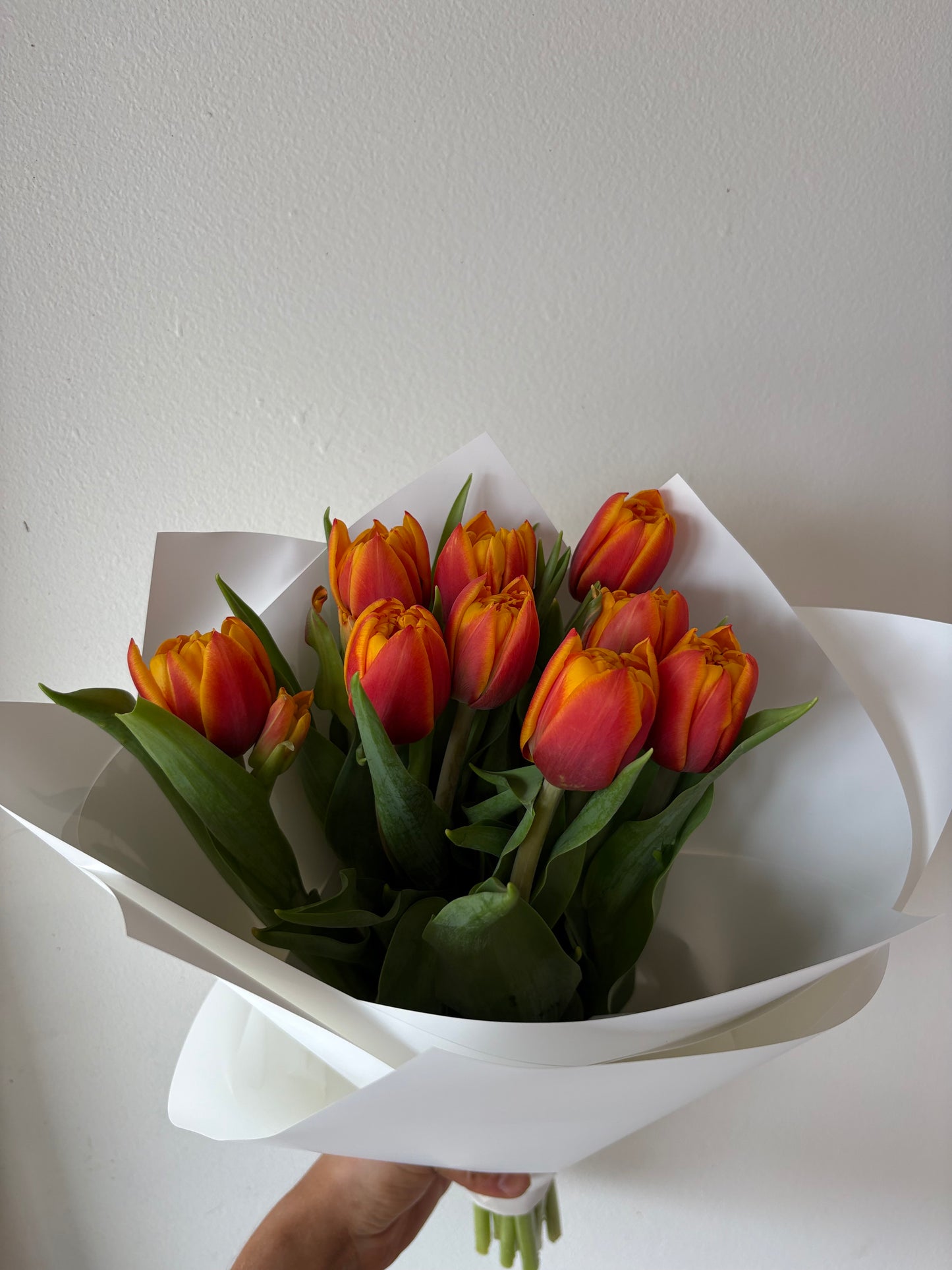 Tulips