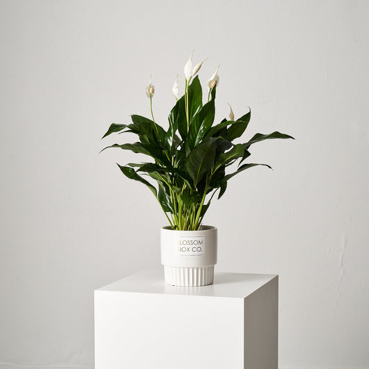 Peace lily Pot