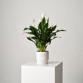Peace lily Pot