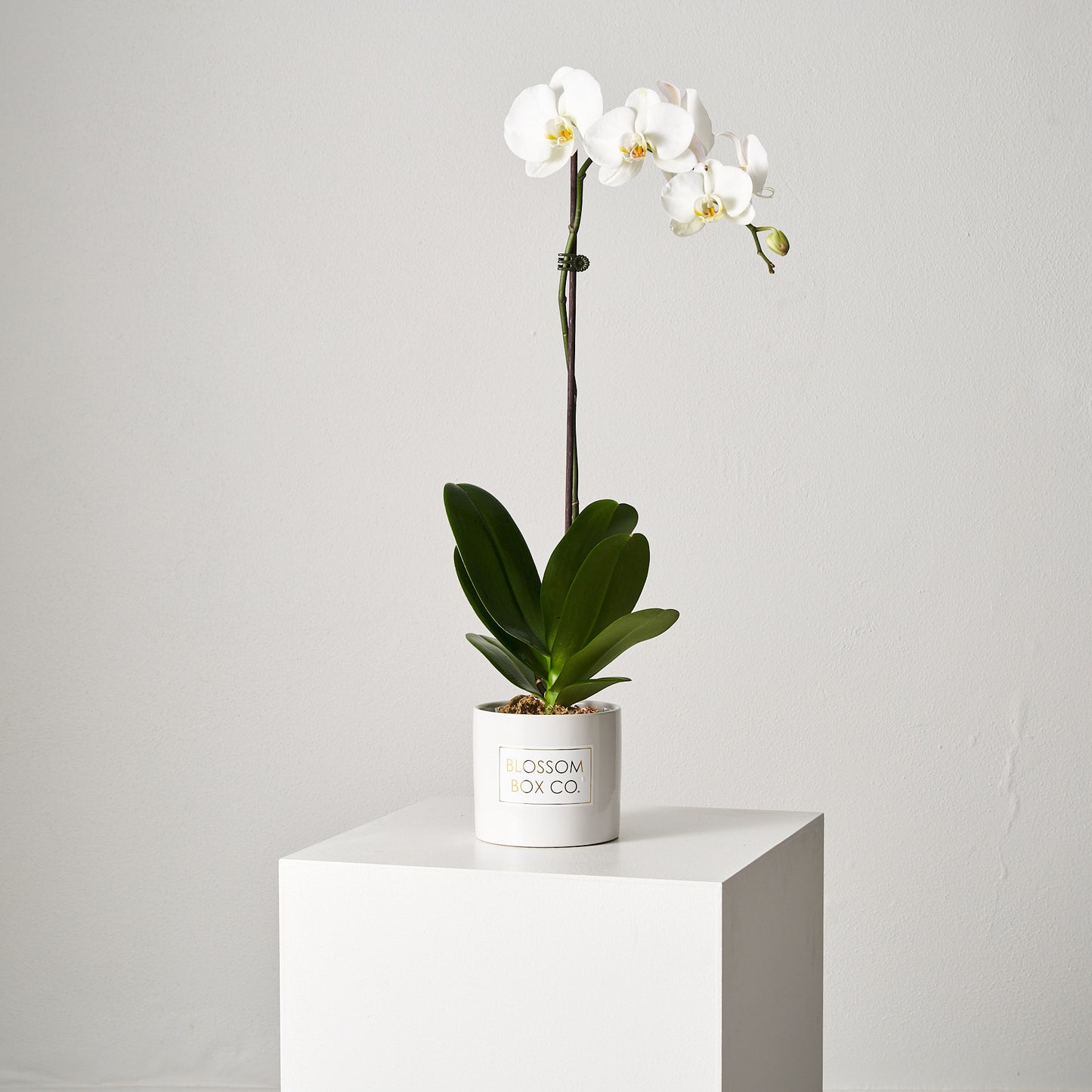 Phalaenopsis Orchid Plant (Single Stem)