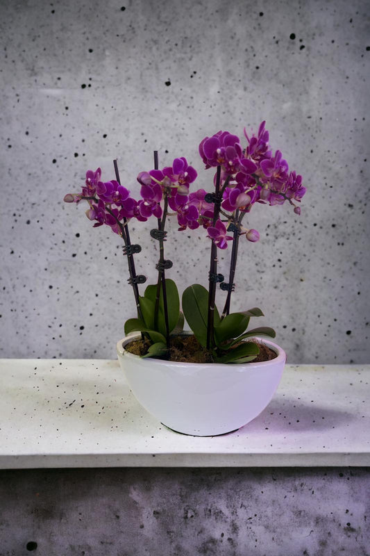 Mini Phalaenopsis Orchid Plant