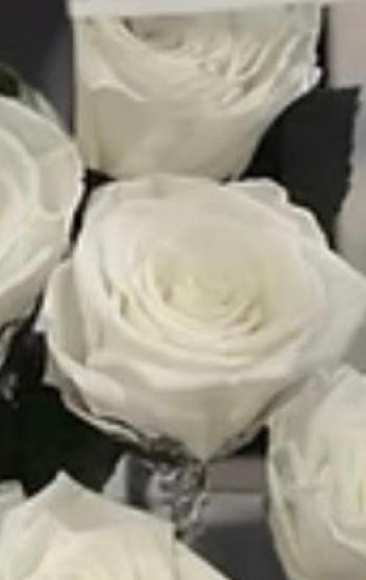 *New* Deluxe Preserved Rose Capsule