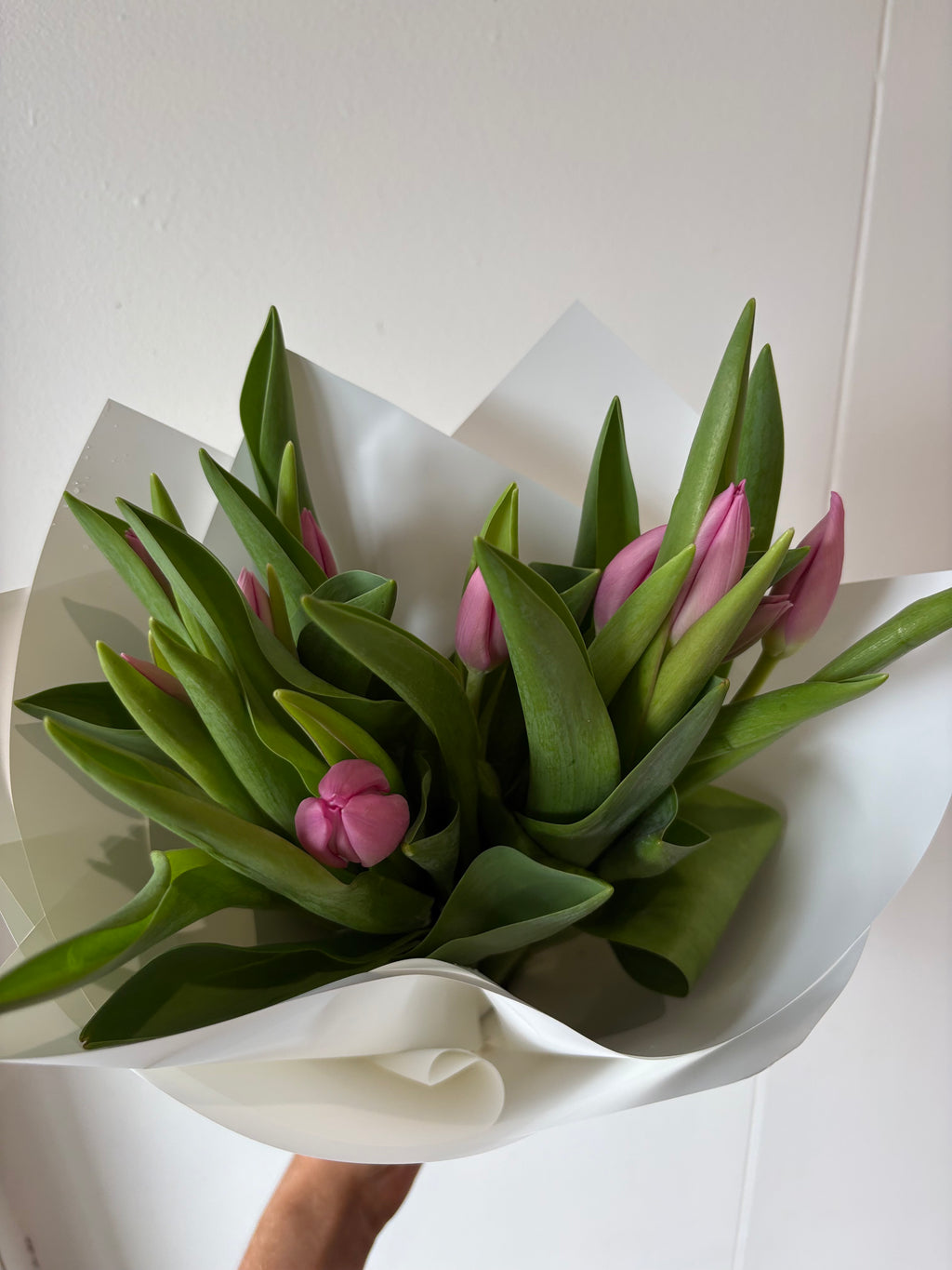 Tulips