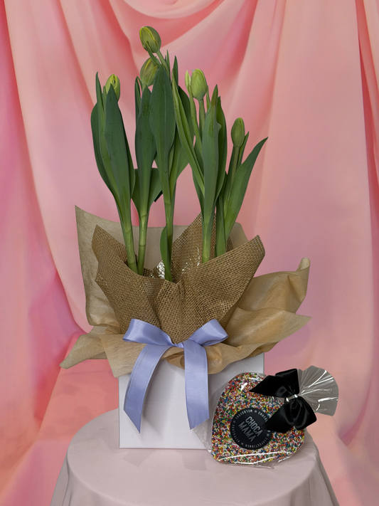 Tulip Plant Hamper