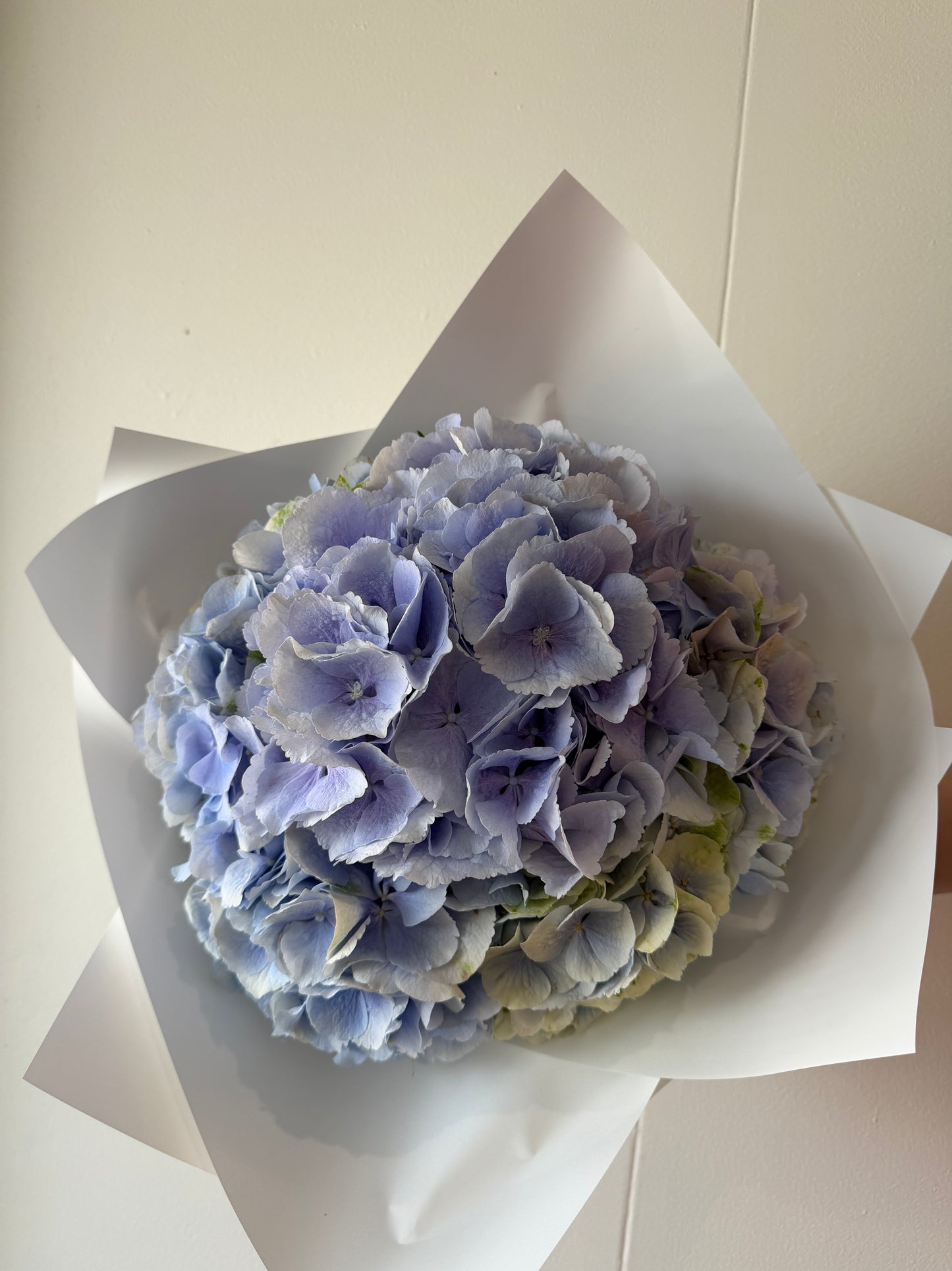 *THIS WEEKS SPECIAL* Hydrangeas
