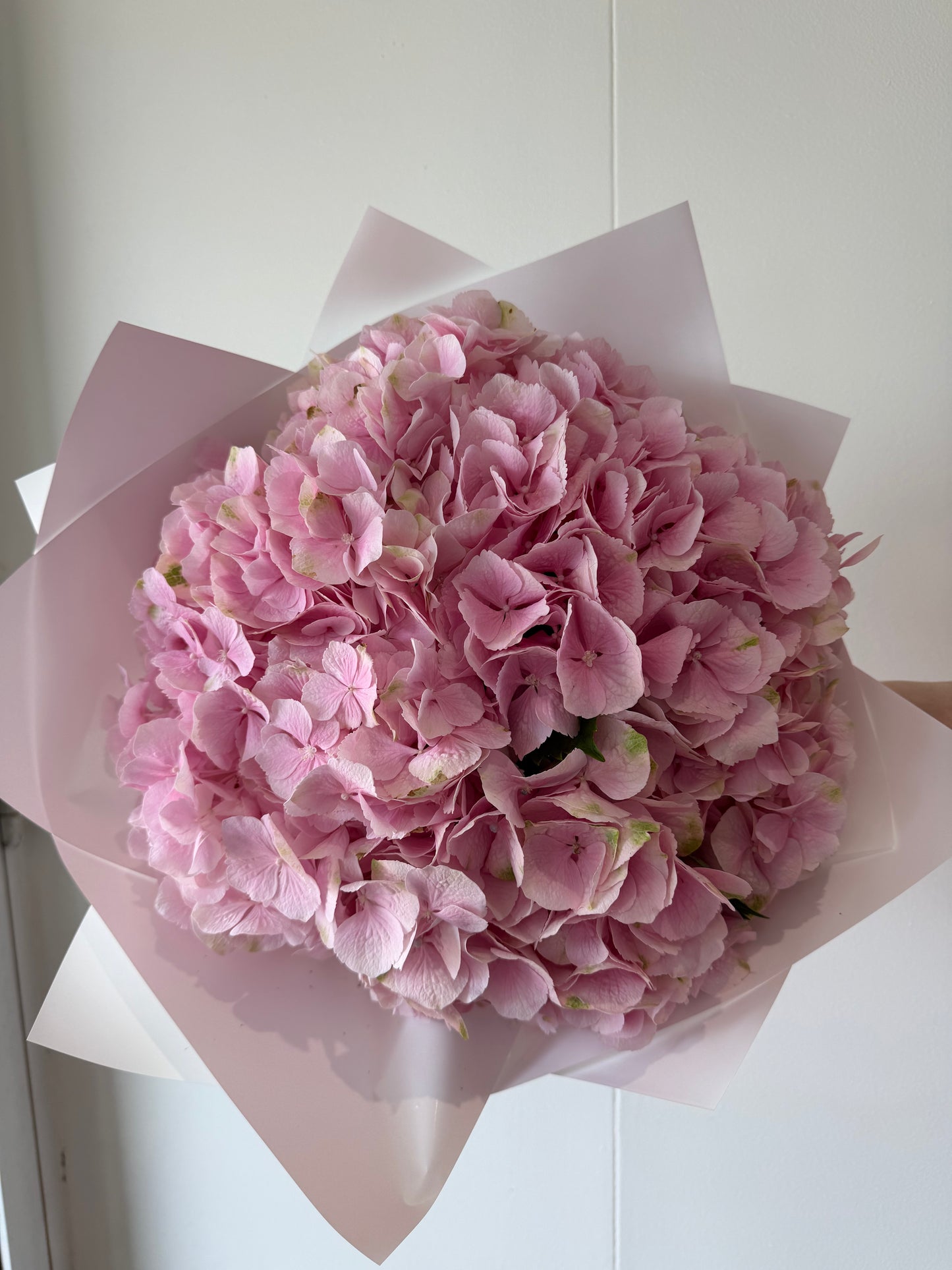 *THIS WEEKS SPECIAL* Hydrangeas