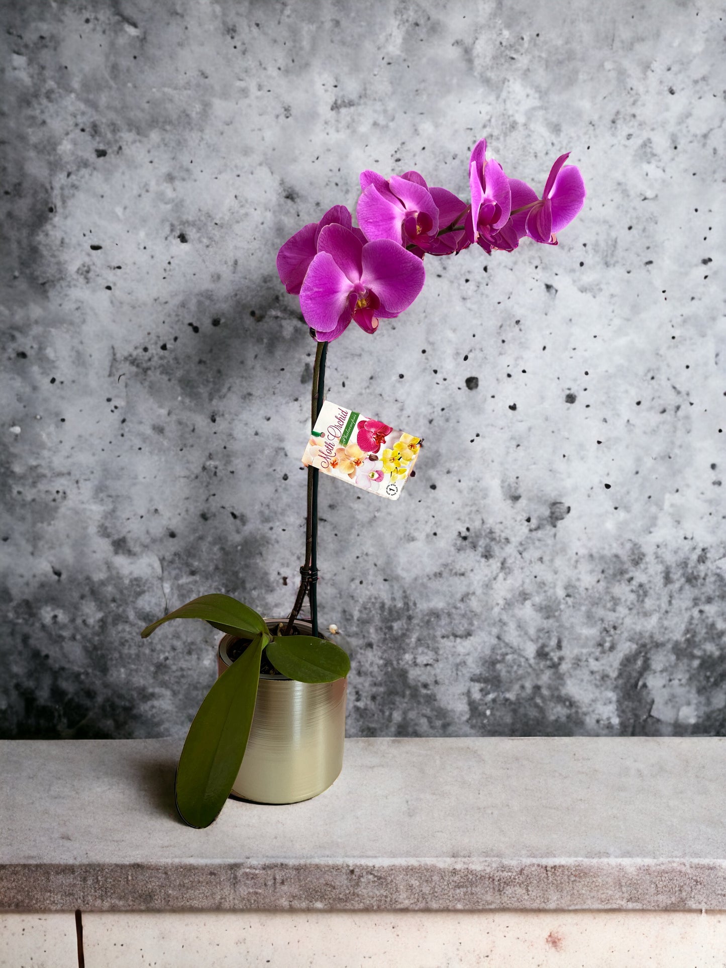 Phalaenopsis Orchid Plant (Single Stem)