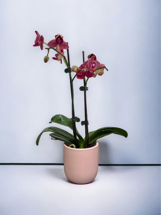 Mini Multicoloured Orchid (Double Stem)