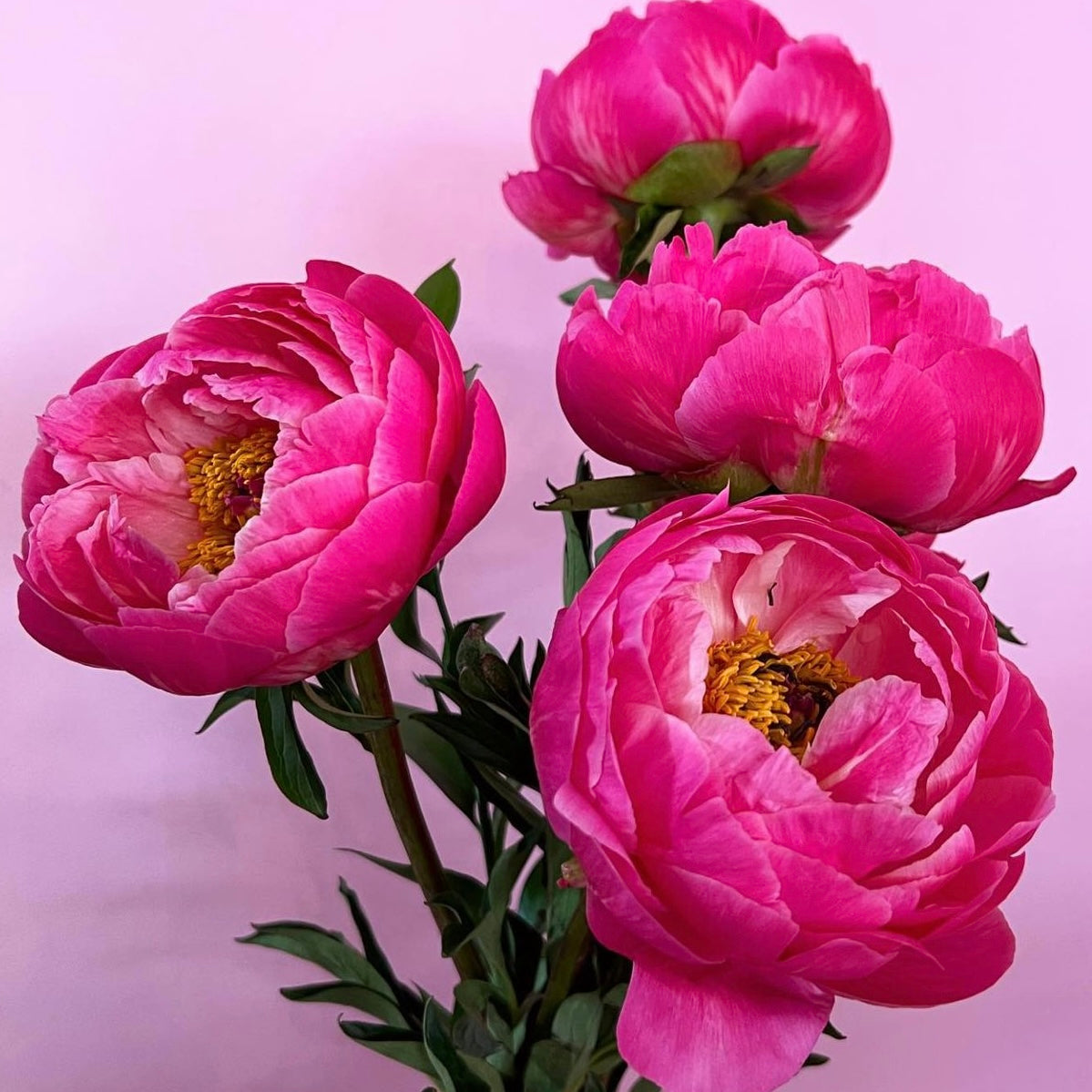 Coral Charm Peonies *Todays Special* 17th April only