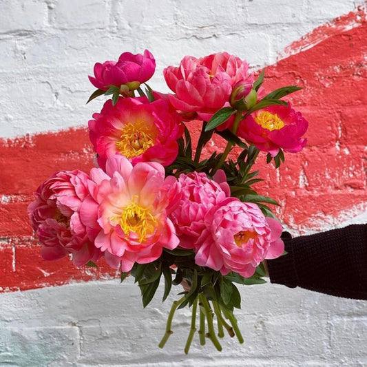 Coral Charm Peonies *Todays Special* 17th April only