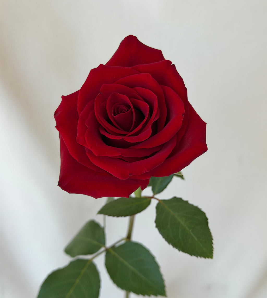 Rose Bucket