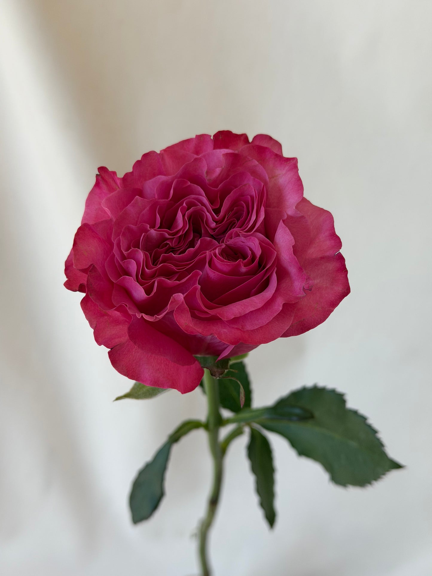 Autumn Ceramic Rose Box