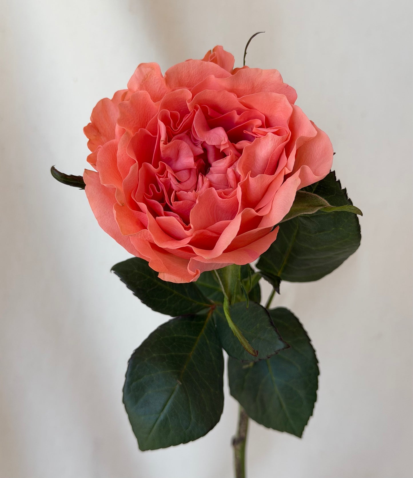 Autumn Ceramic Rose Box