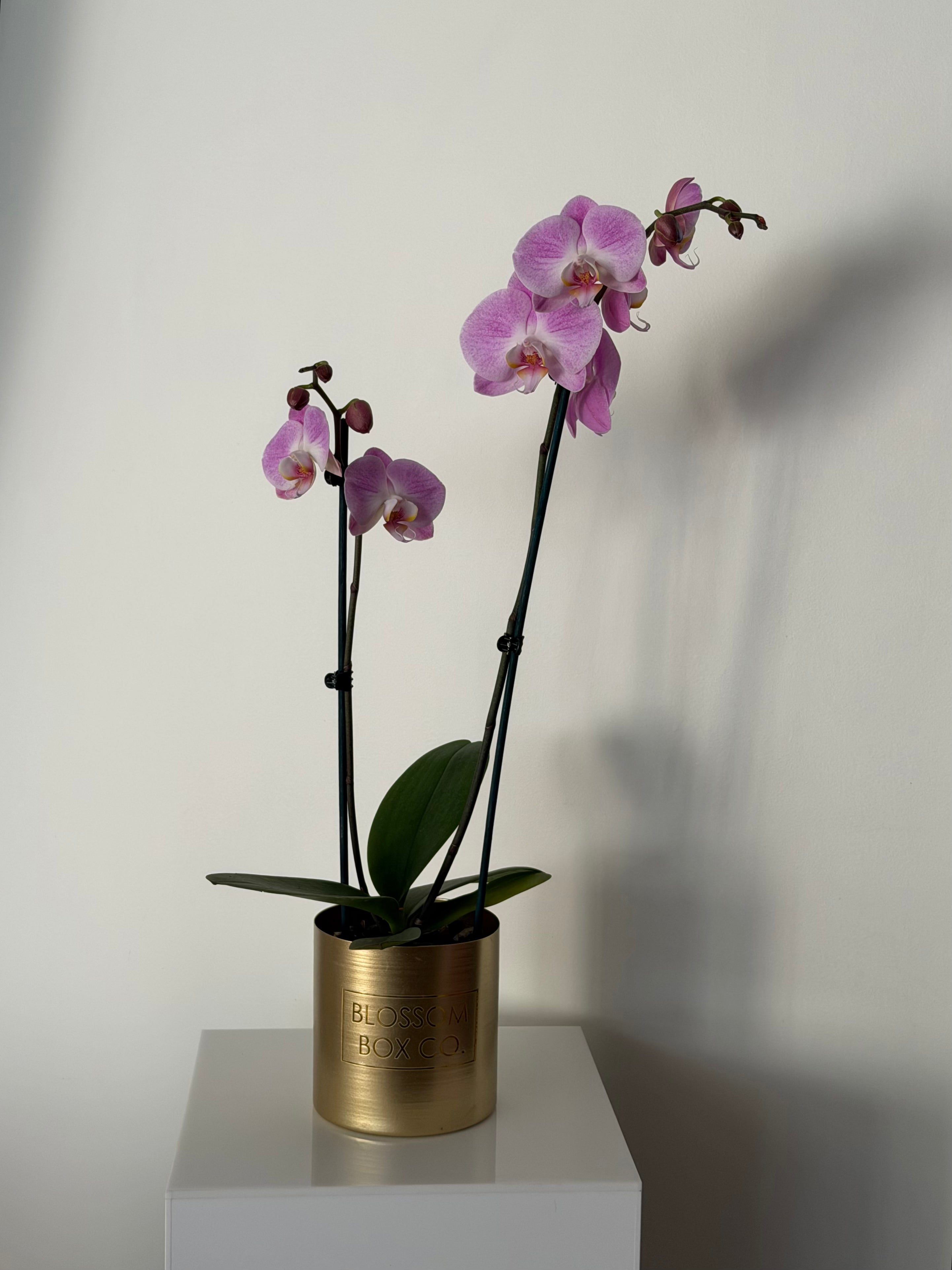 Phalaenopsis Orchid Plants