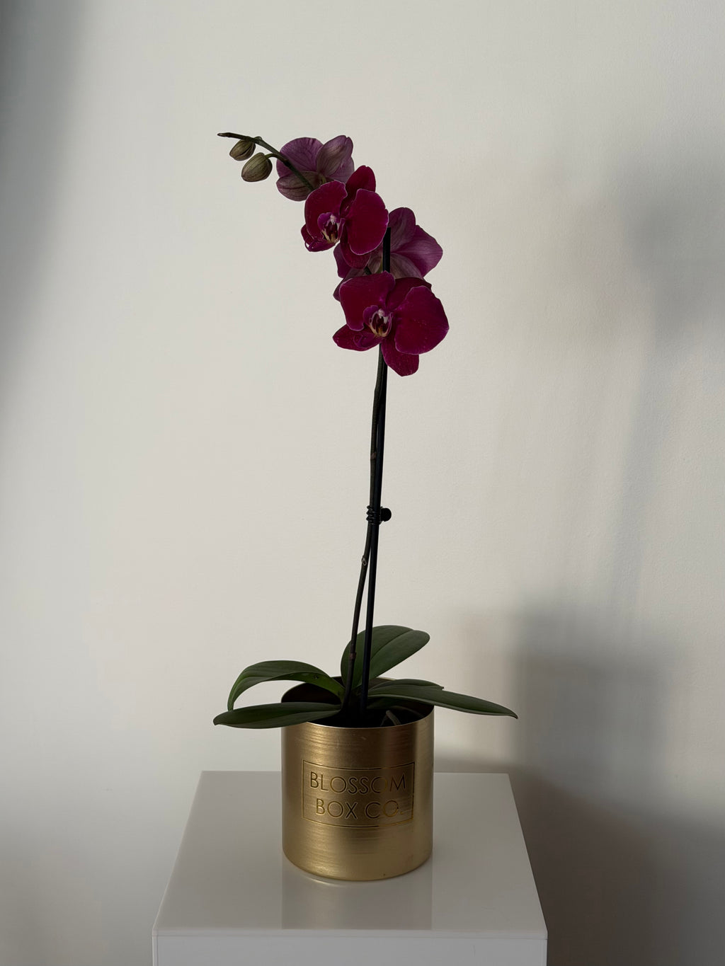 Phalaenopsis Orchid Plants