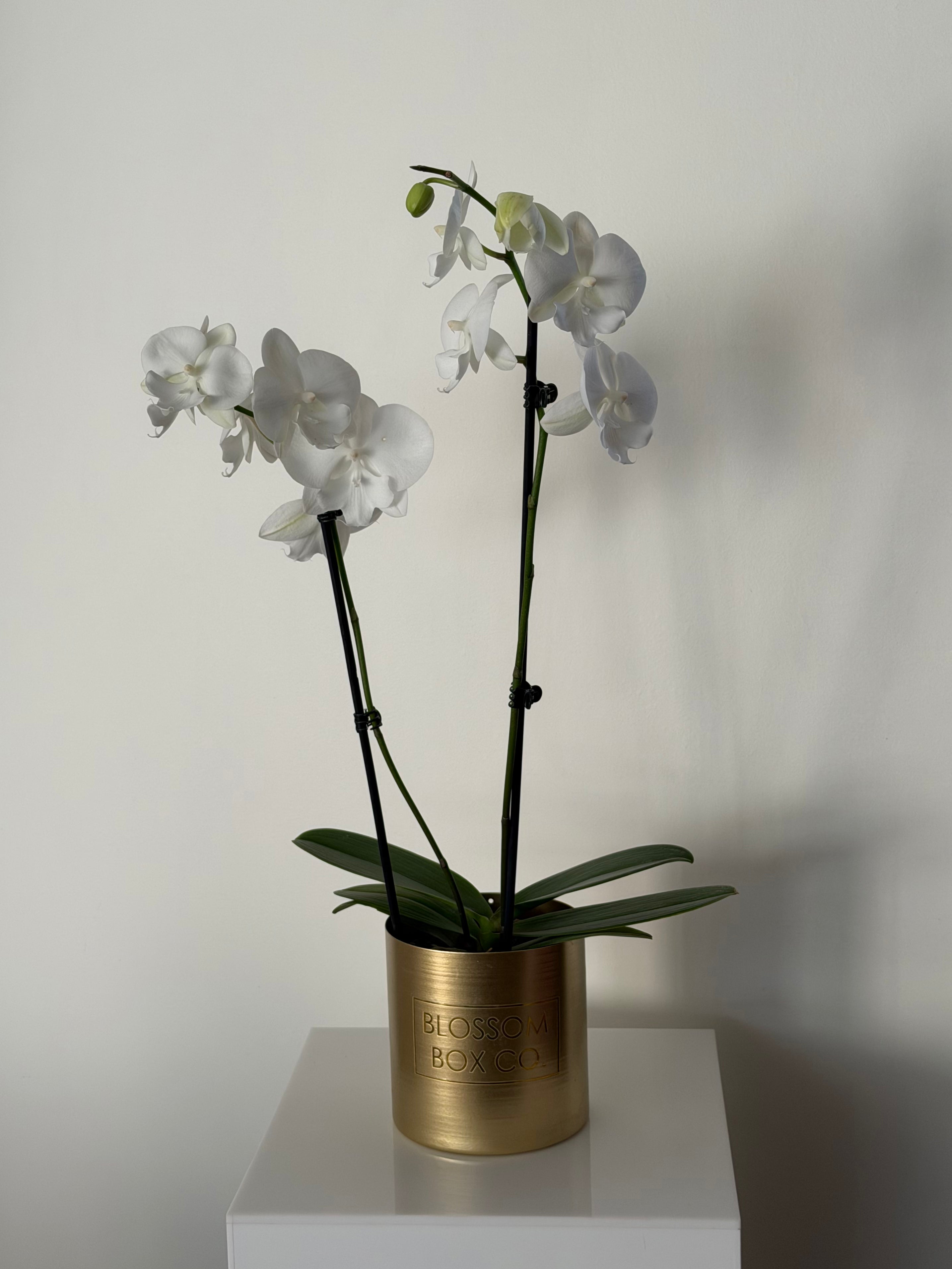 Phalaenopsis Orchid Plants