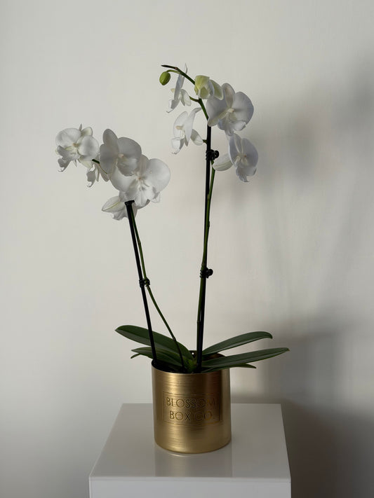 Phalaenopsis Orchid Plants