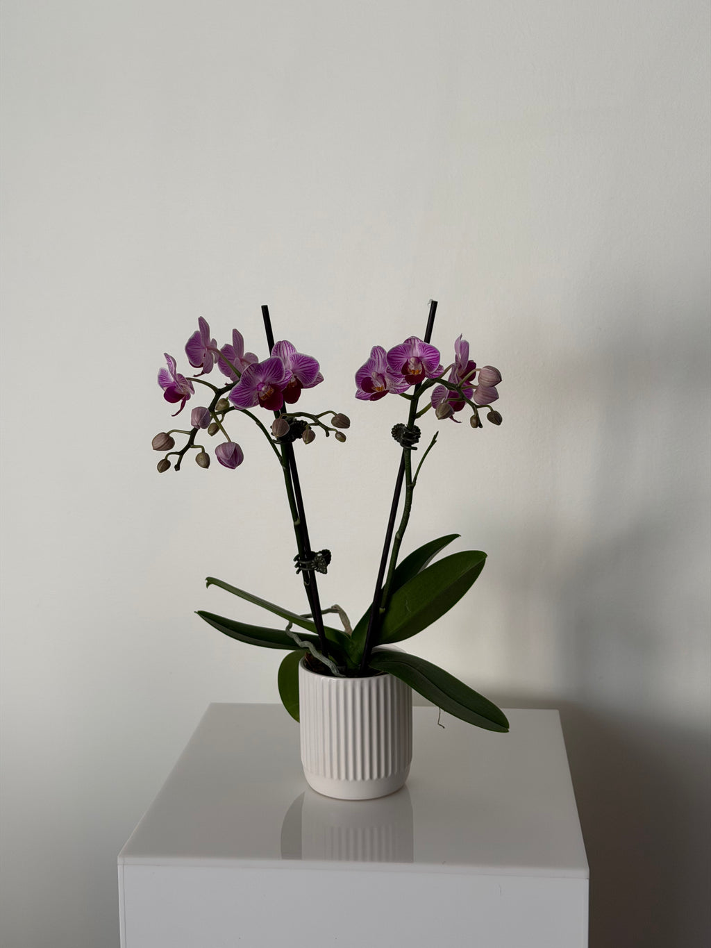 Mini Orchid