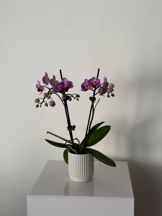 Mini Orchid