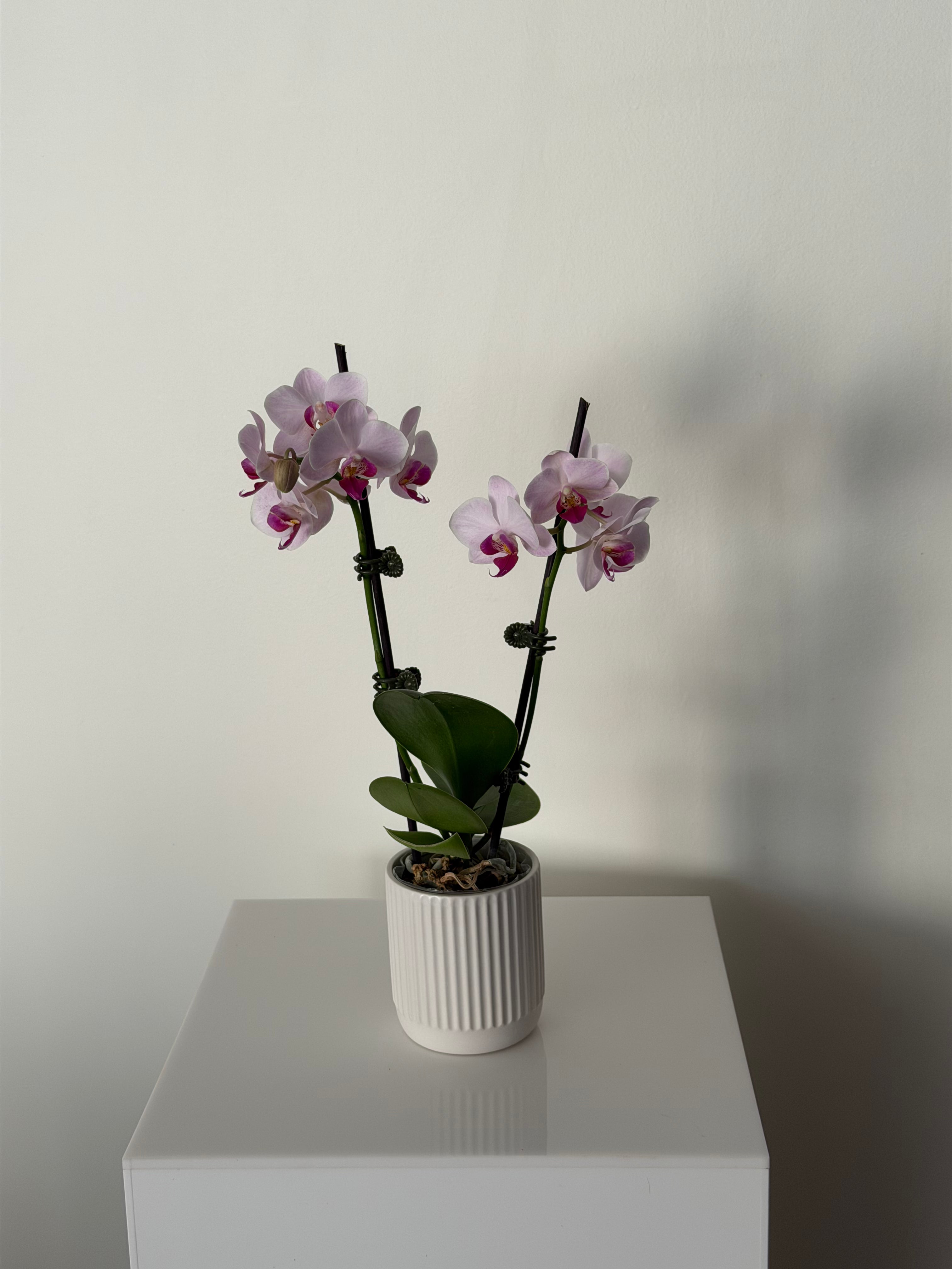 Mini Orchid