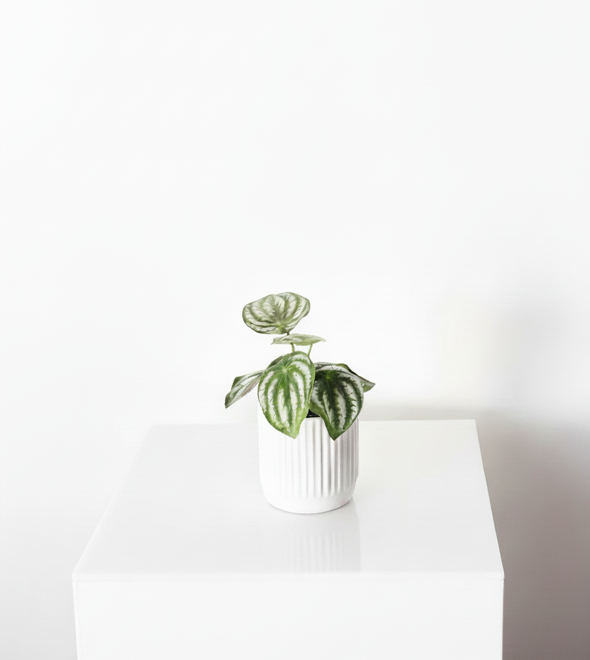 Mini Faux Plants