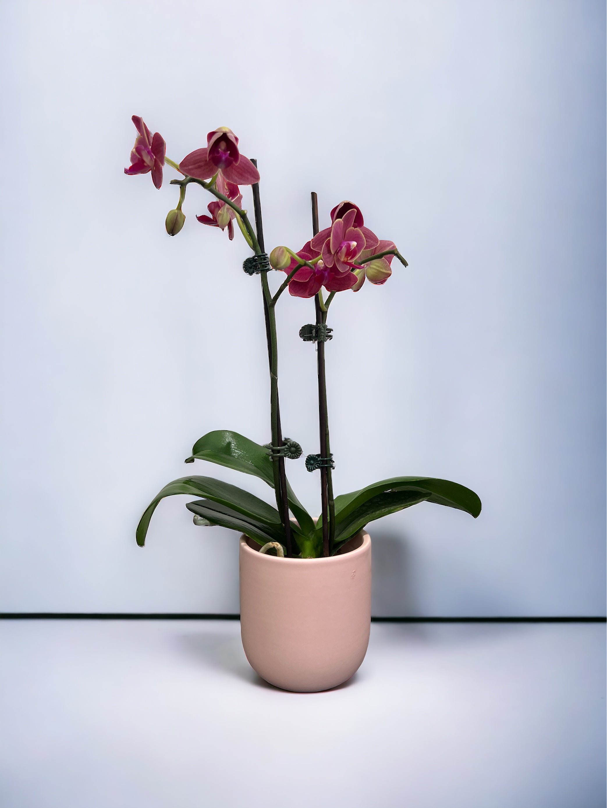 Mini Orchid Plant