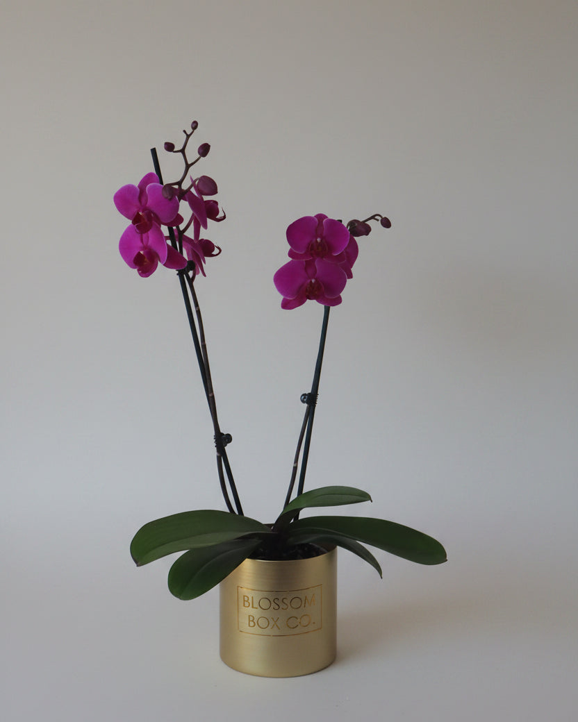 Orchid Plant