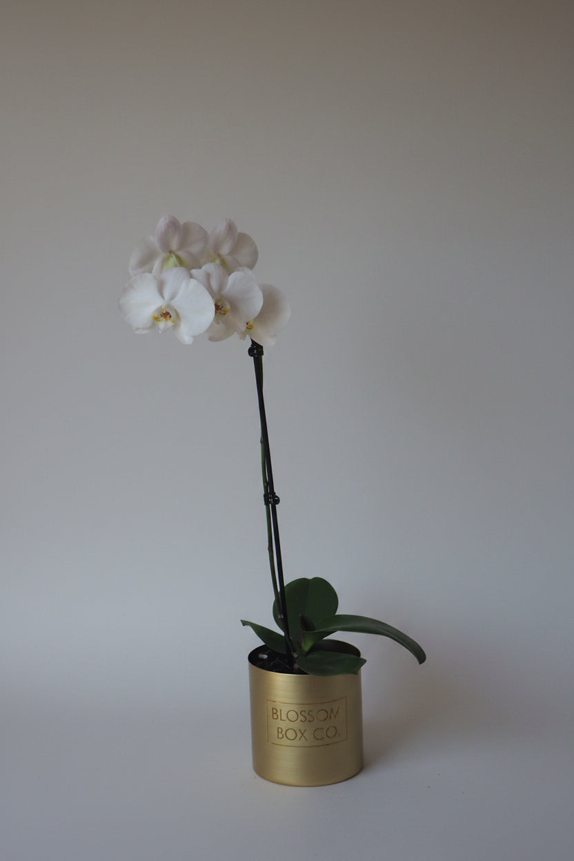 Orchid Plant