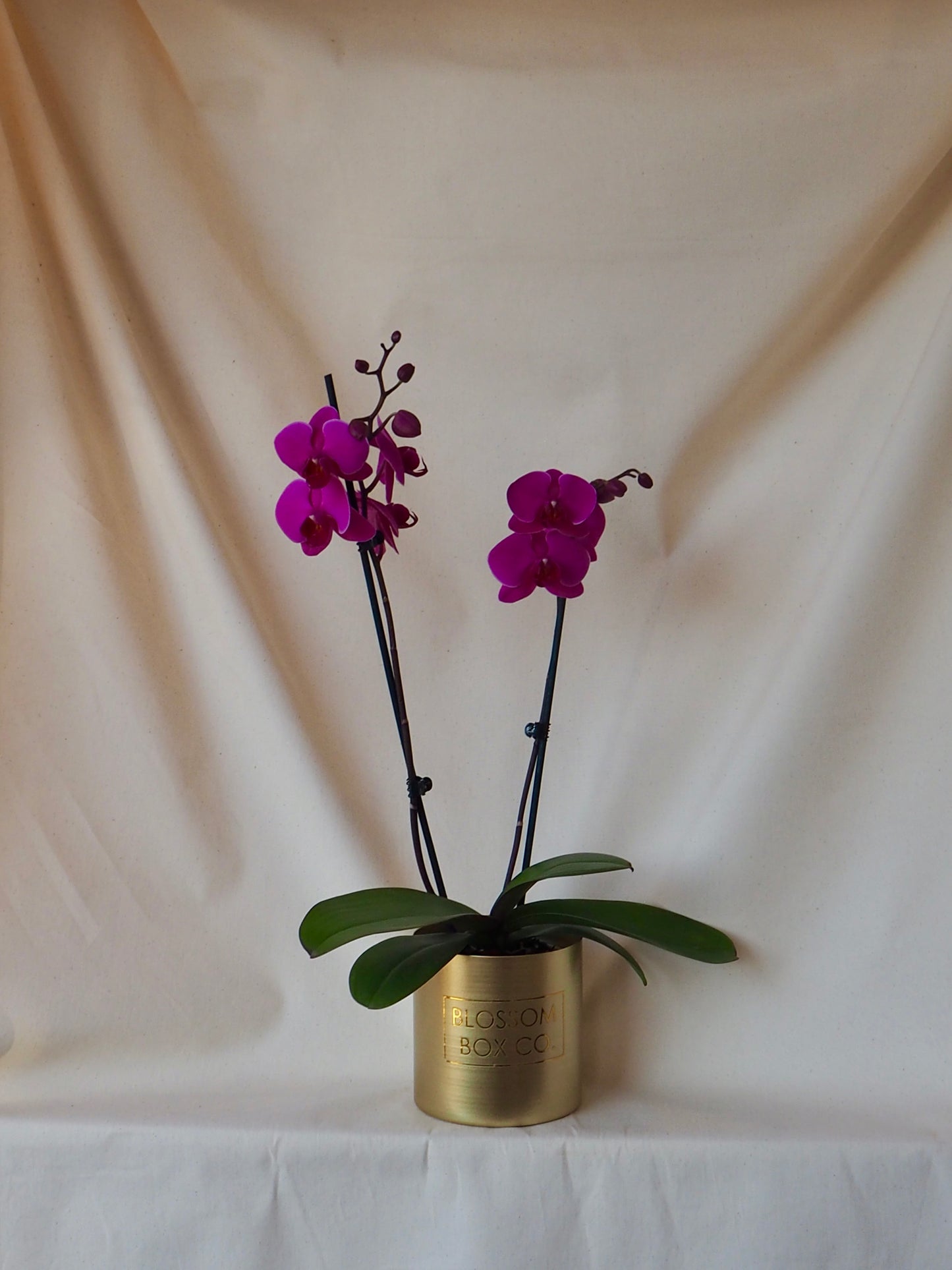 Phalaenopsis Orchid Plants