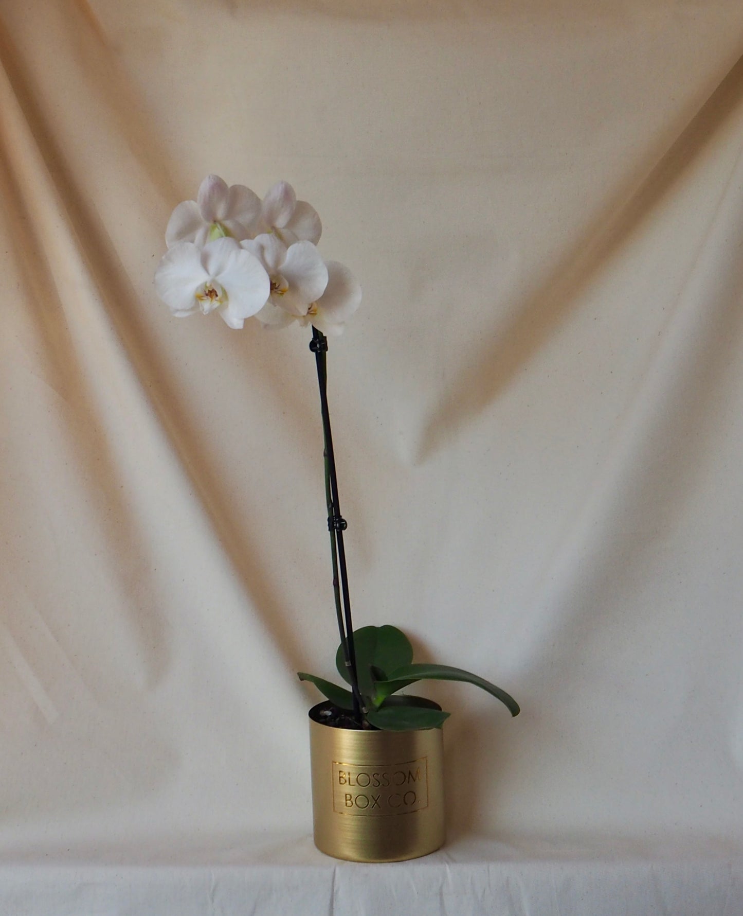 Phalaenopsis Orchid Plants