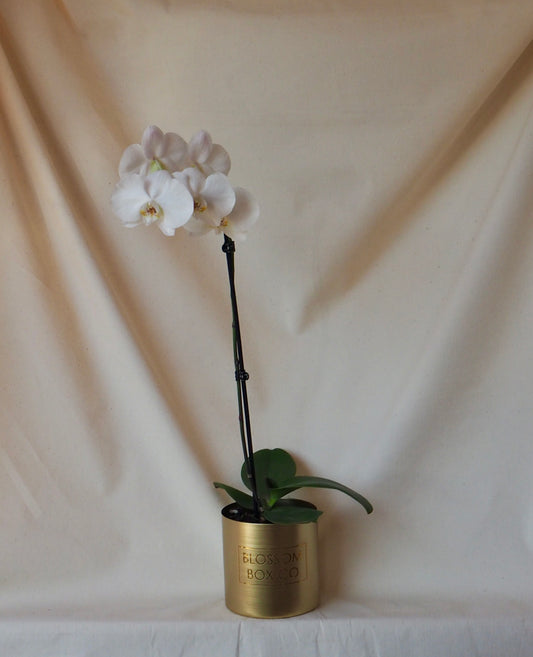 Phalaenopsis Orchid Plants