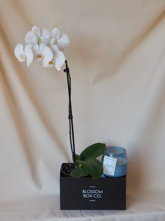 Orchid Hamper