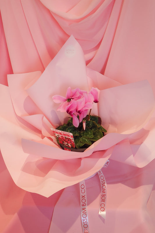 Cyclamen Potted Plant