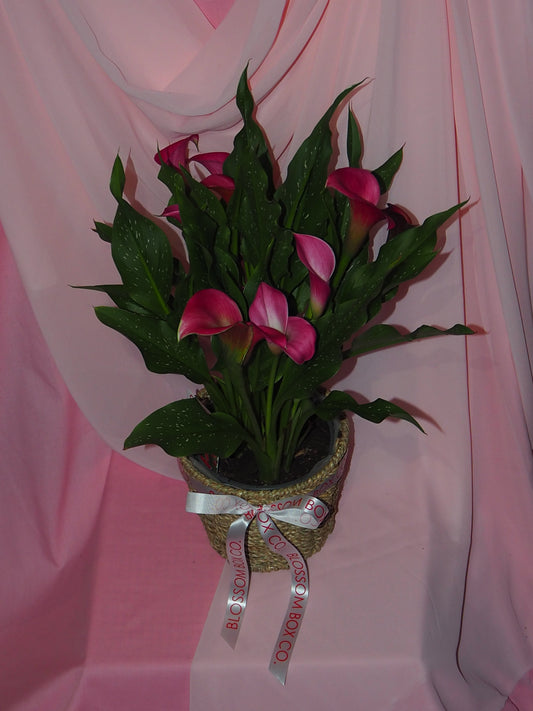 Callalily Potted Plant