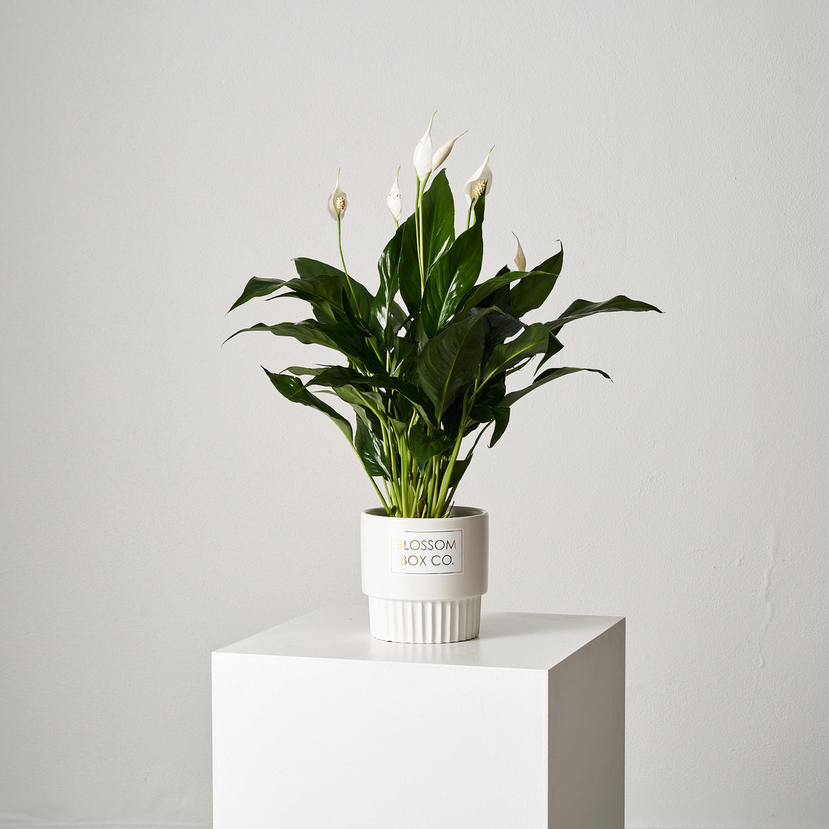 Peace Lily Pot with white flowers in a white ceramic pot on a plinth