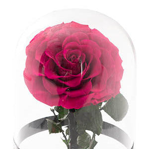 Rose Dome Arrangement with a hot pink preserved rose under a glass dome, photo 5 of 5